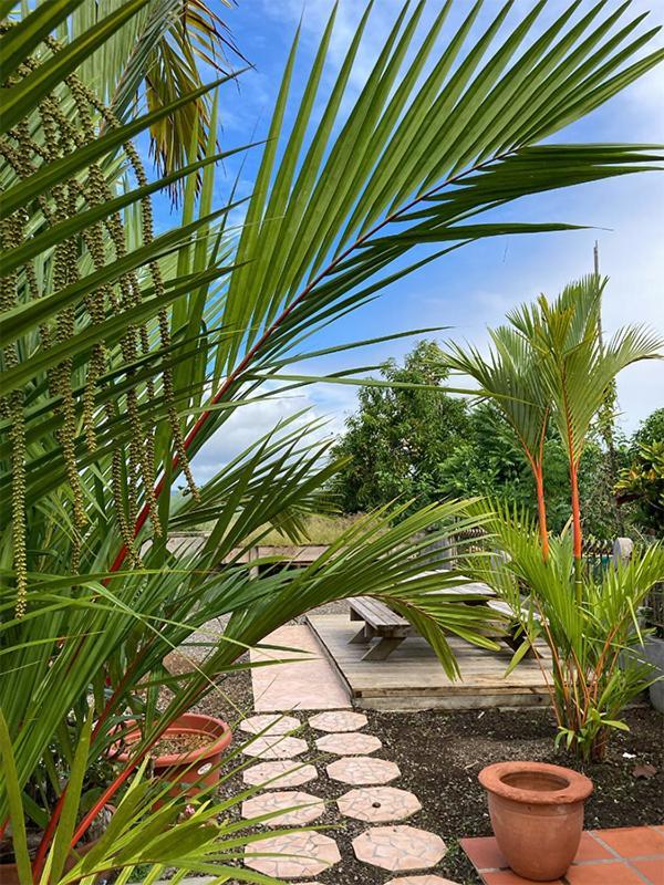 Villa La Roserie Ducos Extérieur photo